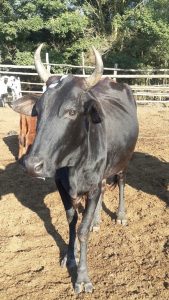 gorgeous-cattle-on-a-buhle-graduates-farm