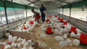 chickens-being-weighed-as-they-will-be-on-sale-at-the-launch-tomorrow